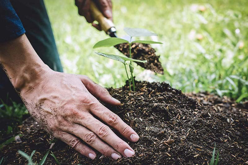 các biện pháp chăm sóc cây trồng