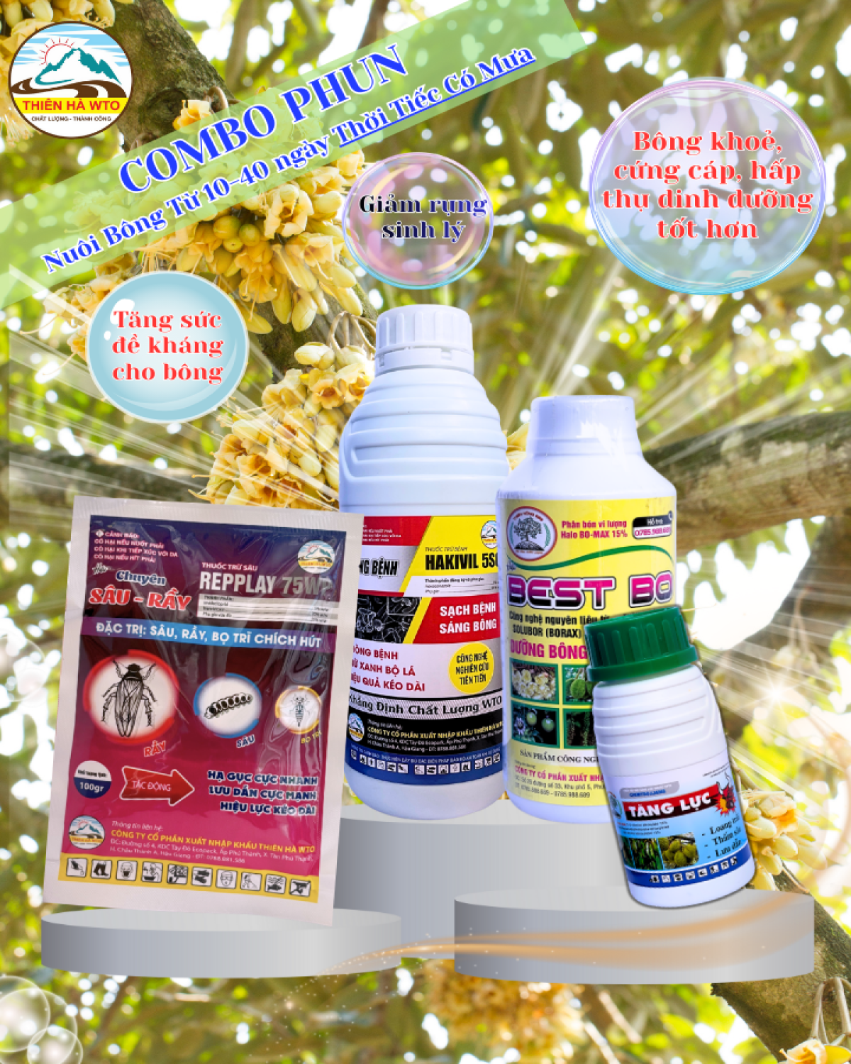 COMBO PHUN NUÔI BÔNG 10 -40 NGÀY THỜI TIẾT CÓ MƯA